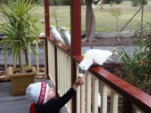 Halls Gap Valley Lodges Exterior photo